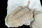Stalk-Eyed Asaphus Kowalewskii Trilobite With Cystoid #89072-3